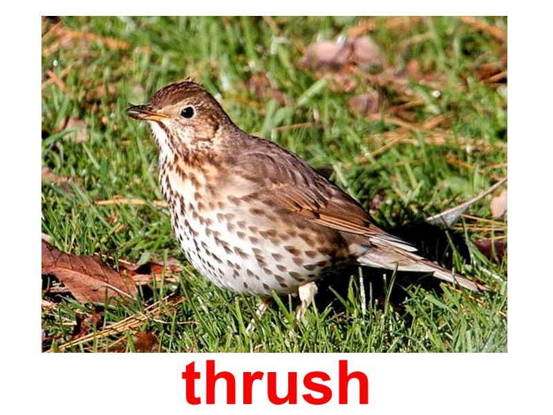 thrush